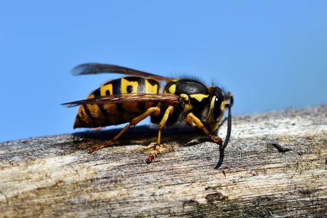 What to do if you find a wasp nest and have children or pets at home? 